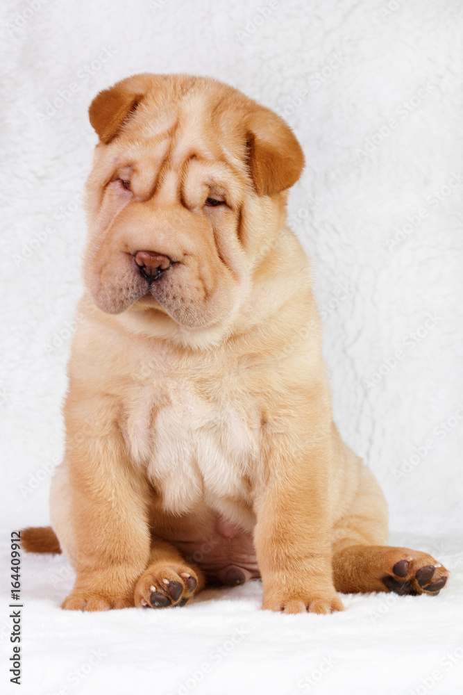 Puppy shar pei red studio