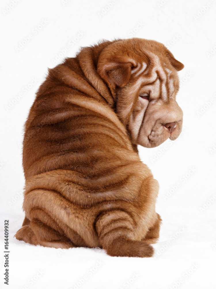 Puppy shar pei red studio