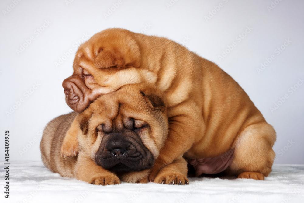 Puppy shar pei redhead sleep studio Puppy shar pei redhead sleep studio