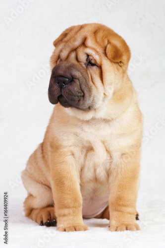 Puppy shar pei red studio