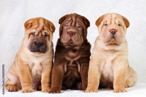 Three shar pei puppies studio
