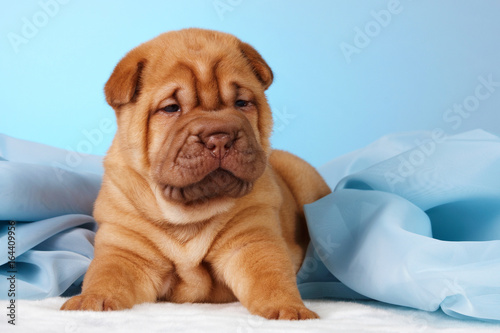Puppy shar pei red studio