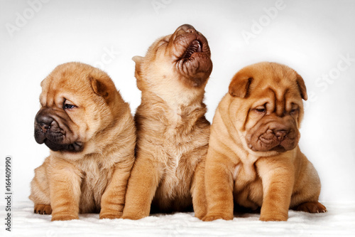 Three shar pei puppies studio photo