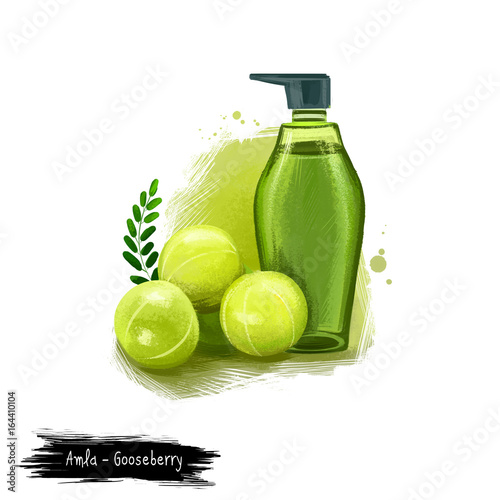 Amla - Gooseberry ayurvedic herb digital art illustration with text isolated on white. Healthy organic plant widely used in treatment and cure, plant for preparation medicines for natural healthcare photo