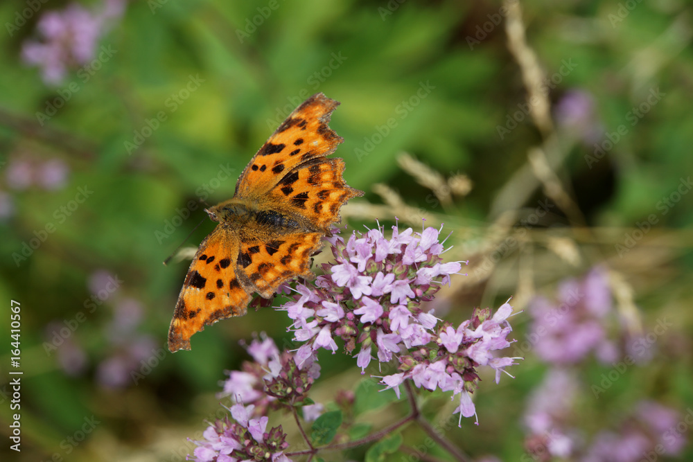 C-Falter (Polygonia c-album, Nymphalis c-album) auf Oregano C-Falter (Polygonia c-album, Nymphalis c-album) auf Oregano