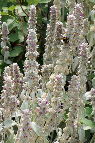 Woll-Ziest (Stachys byzantina), Wollziest photo