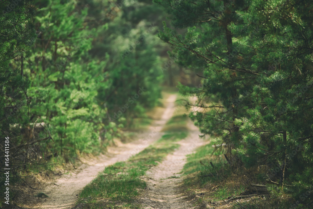 Dark moody forest with path and green trees, natural outdoor vintage background Dark moody forest with path and green trees, natural outdoor vintage background