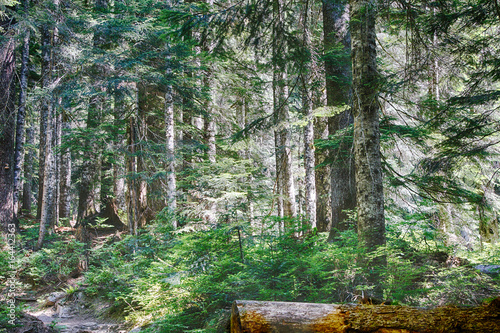 Conifer forest  along the Denny Creek trail in the Snoqualmie National Forest, Washington photo