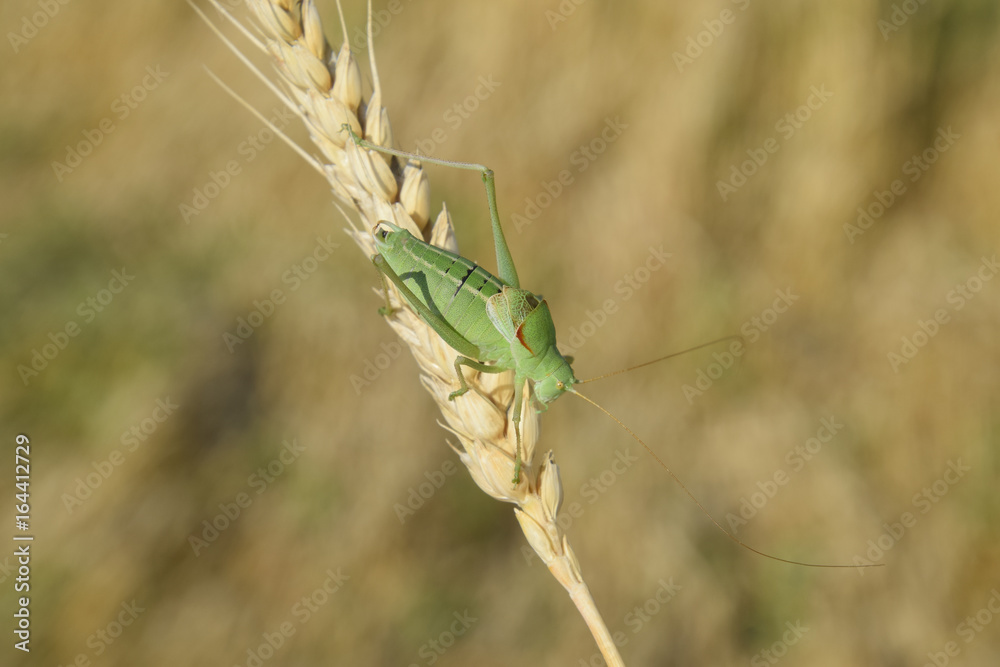 Isophya. Grasshopper is an isophy on a wheat spikelet. Isophya. Grasshopper is an isophy on a wheat spikelet.