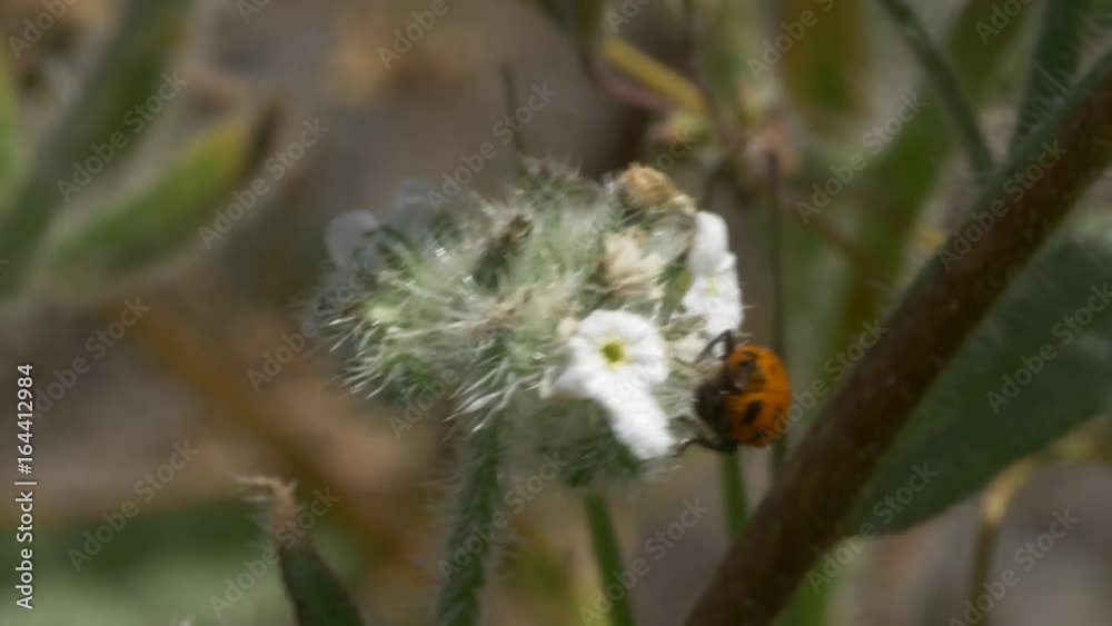 ladybug on flower ladybug on flower