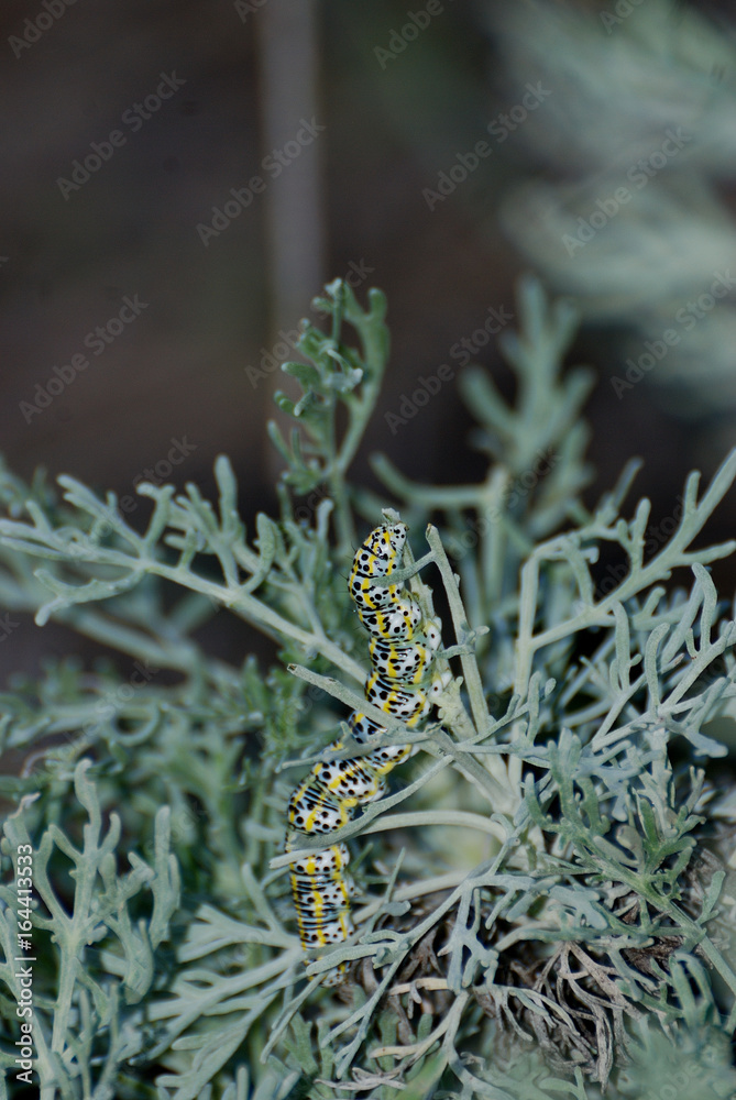 Fototapeta premium Bruchi e farfalle di Sardegna