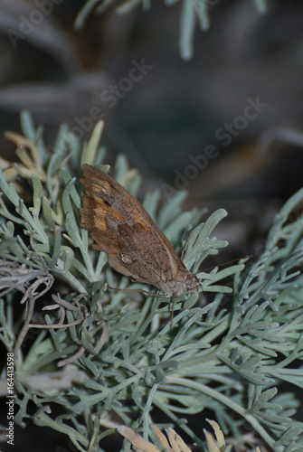 Bruchi e farfalle di Sardegna