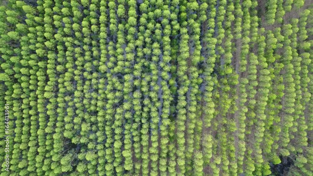Aerial view forest. Aerial view forest.