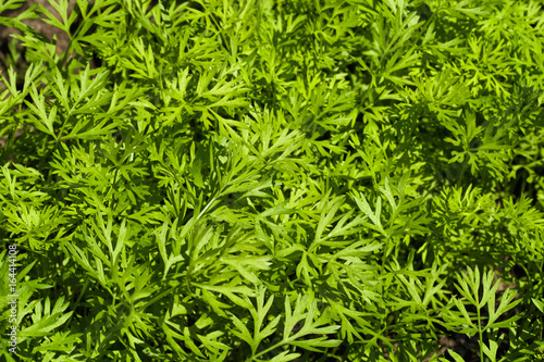 Close up of carrot tops in the garden