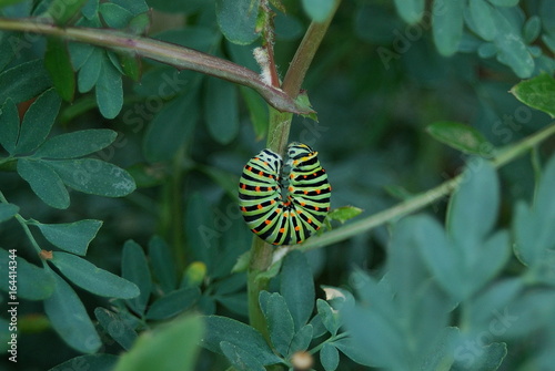 Bruchi e farfalle di Sardegna photo