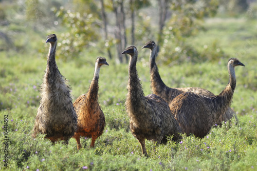 Canvastavla Emu's gather together in small flock in bushland, outback Australia