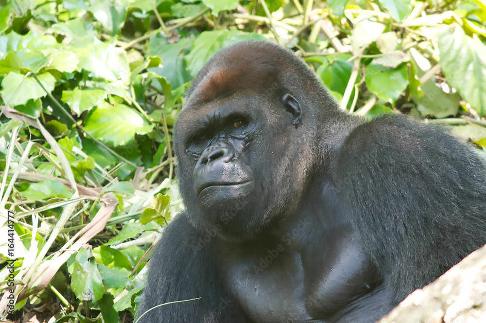 Fototapeta premium great ape