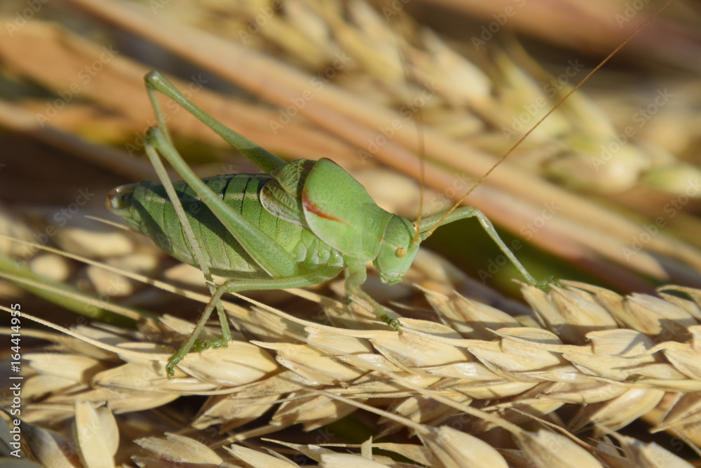 Isophya. Grasshopper is an isophy on a wheat spikelet. Isophya. Grasshopper is an isophy on a wheat spikelet.