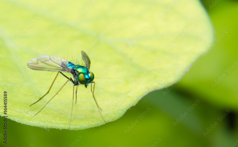 Naklejka premium Long Legged Chrome Blue Green Fly