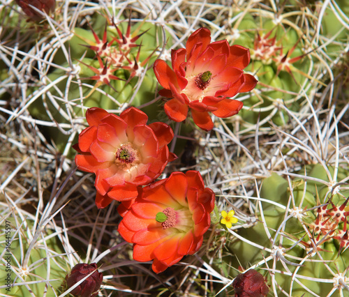 Desert Cactus Wild Flower