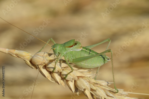 Isophya. Grasshopper is an isophy on a wheat spikelet. photo