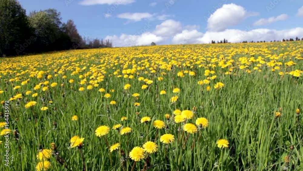 Crane shot of dandelion meadow during summer Crane shot of dandelion meadow during summer