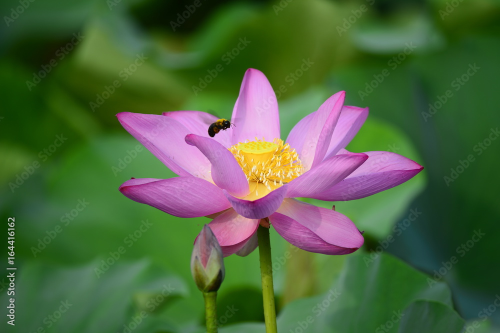 lotus lotus