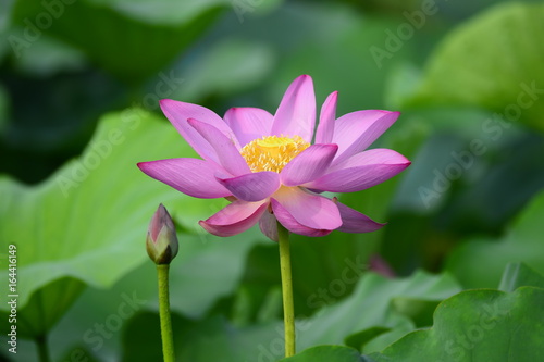 lotus