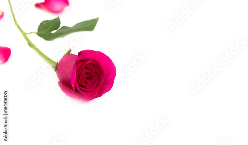 Fototapeta Naklejka Na Ścianę i Meble -  Pink rose with leaves isolated on white background for romantic event.(vintage effect)