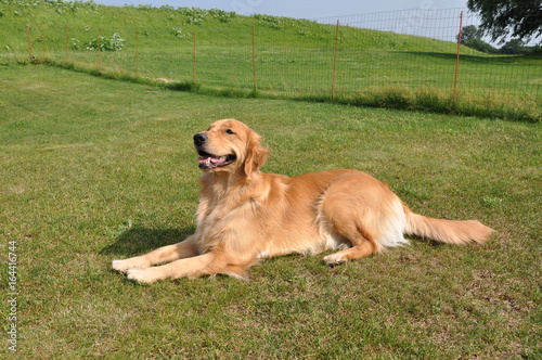 ゴールデンレトリーバー（goldenretriever） photo