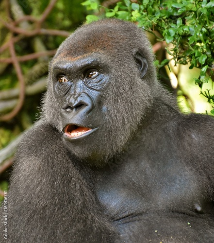 Male gorilla in a tropical jungle