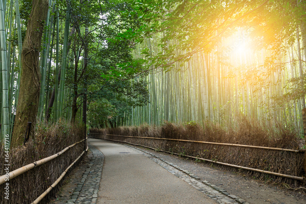 Fototapeta premium Bamboo forest and sunshine