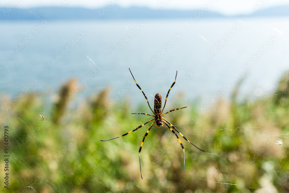 Spider on net