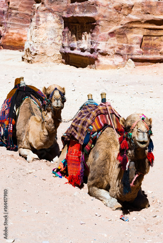 Camel outside of the Treasury - Petra jordan