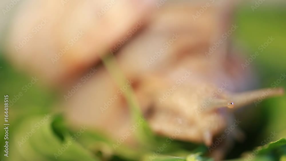 Video grape snail on leaves Cannabis Video grape snail on leaves Cannabis