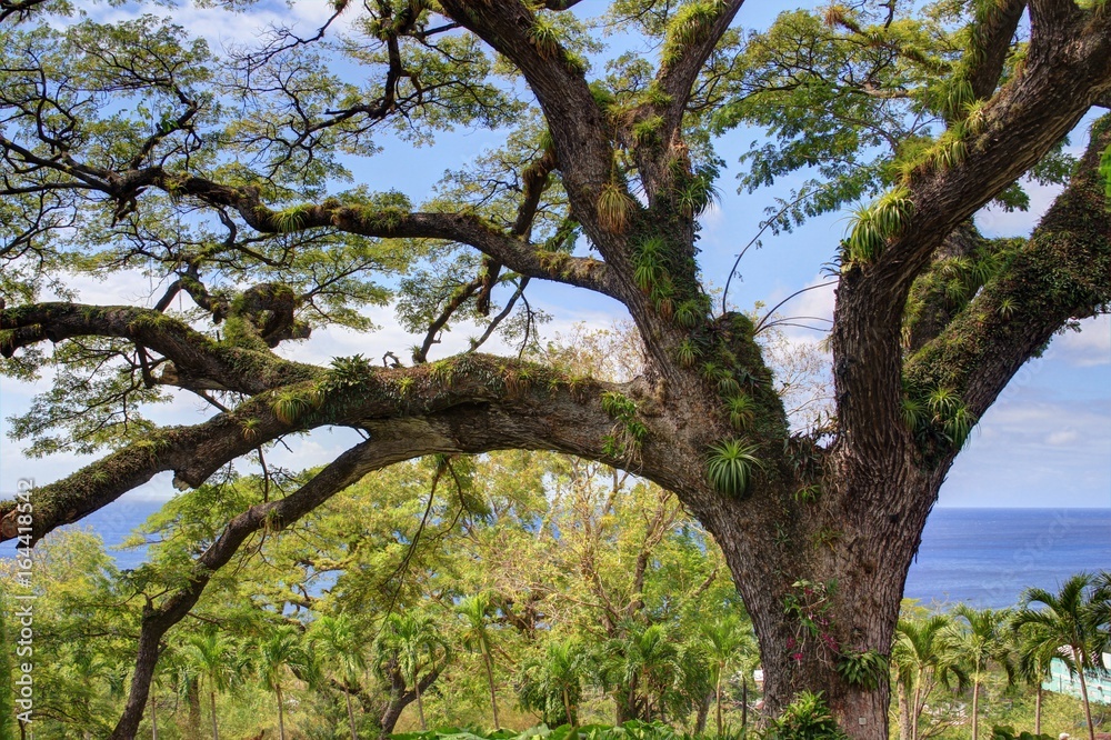 Tropical tree with ferns Tropical tree with ferns