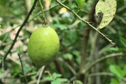 Wallpaper Mural lemons tree Torontodigital.ca