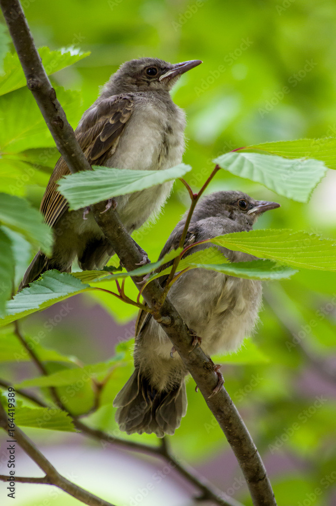 Fototapeta premium fledgling brown-eared bulbul's chicks