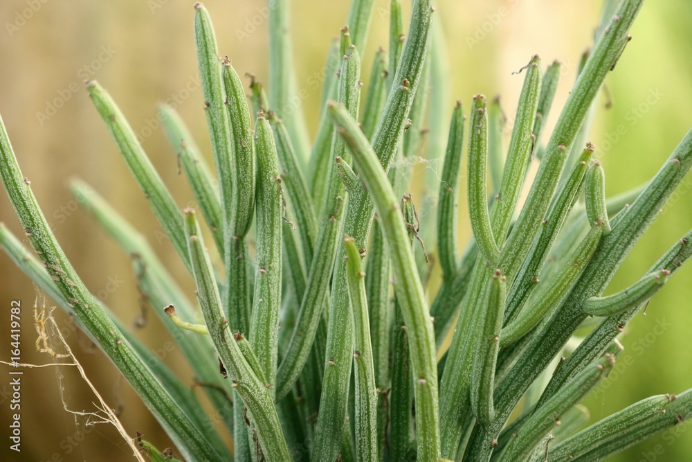 Obraz premium cactus