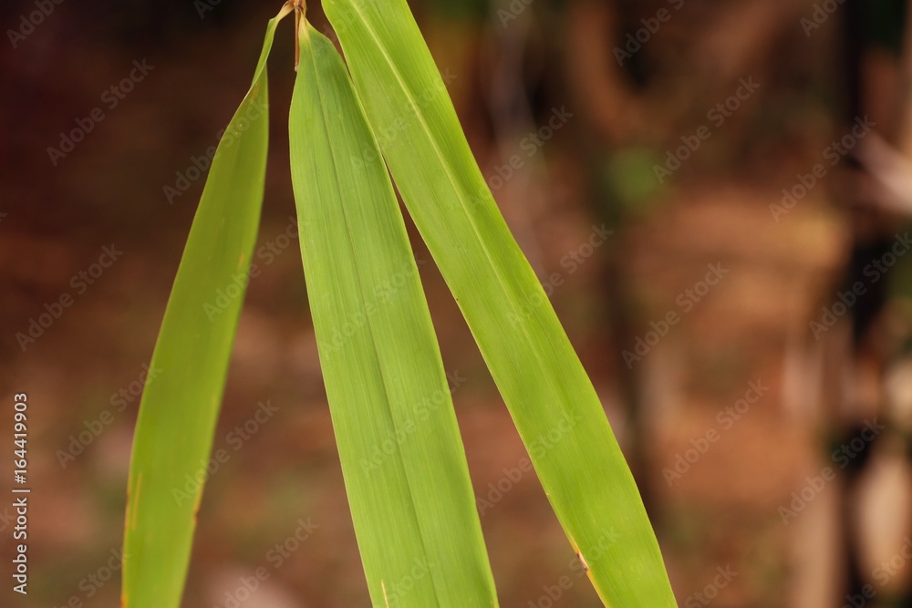 Obraz premium bamboo