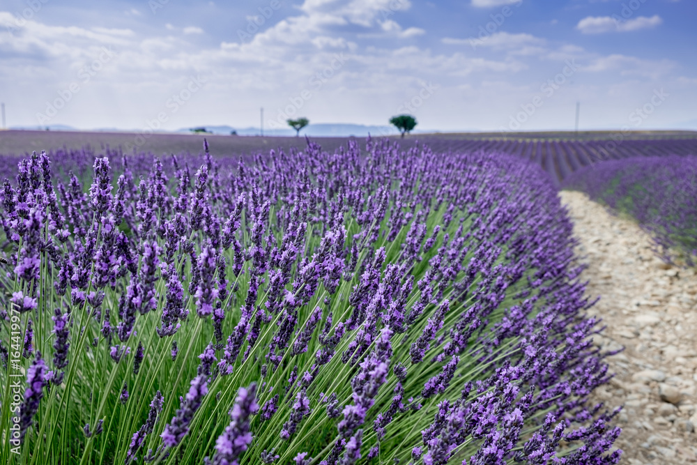 Naklejka premium Lavender fields at Provence region. France