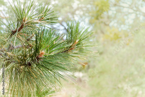 Pine Tree Branch Needles with Soft Background