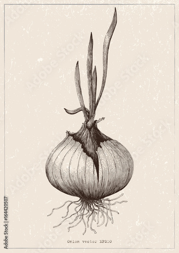 Botanical of onion hand drawing antique illustration on vintage background