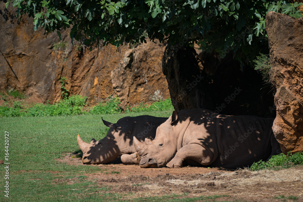 Fototapeta premium White rhinoceros dozing in shade under tree