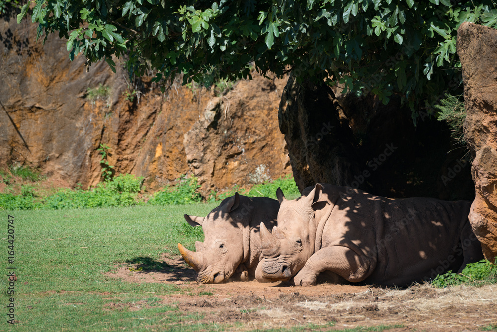 Naklejka premium White rhinoceros dozing in shade of tree
