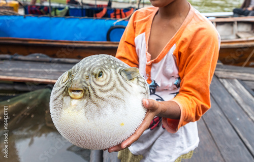 inflated puffer fish on hand,fish show