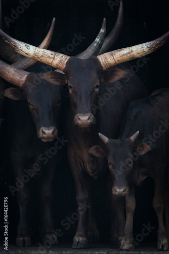 Close-up of three Ankole-Watusi cattle in shed photo