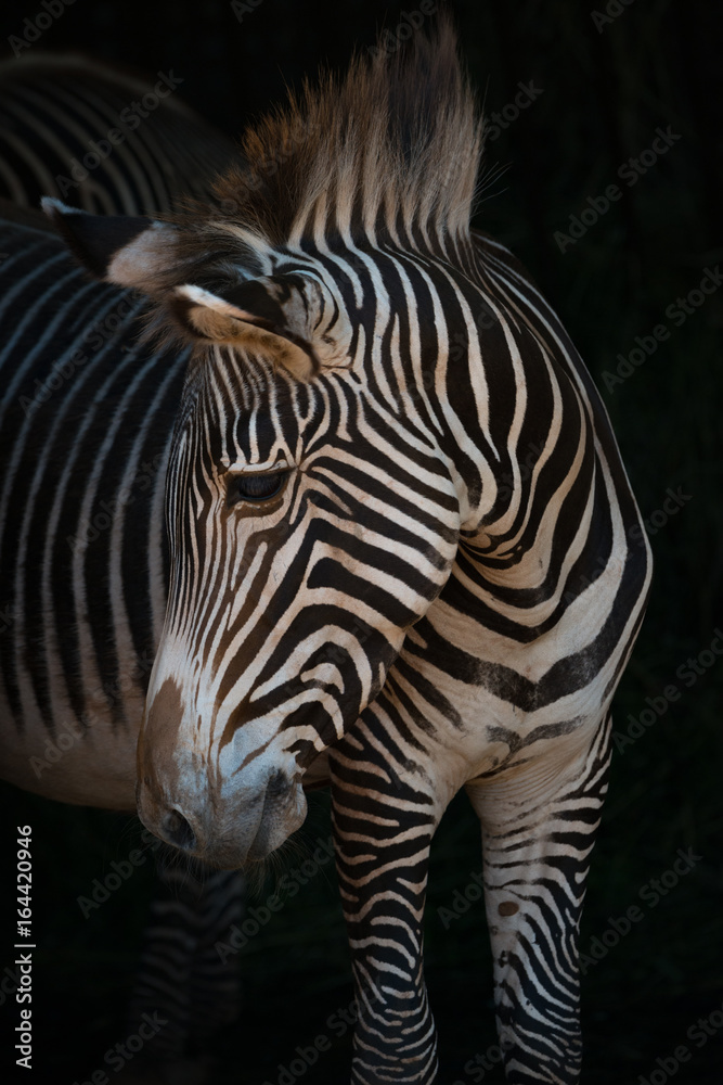 Fototapeta premium Close-up of Grevy zebra turning head right