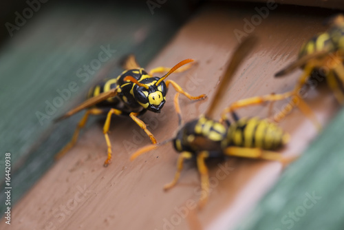 Vespe / Vespinae