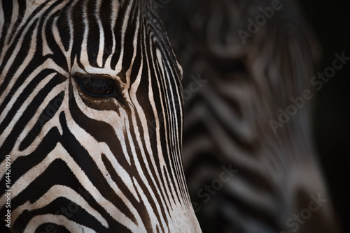 Close-up of Grevy zebra heads from side